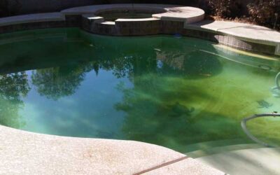 Understanding swimming pool algae