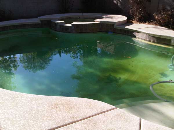 Getting rid of pool algae