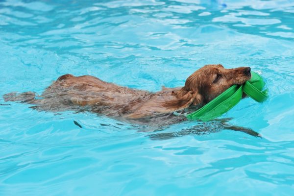 dog in pool