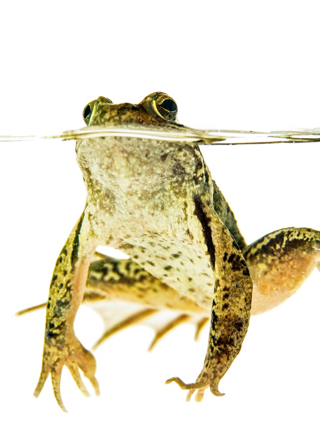 7 Tips For Keeping Frogs Out Of The Pool