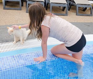Swimming pool cat safety tips
