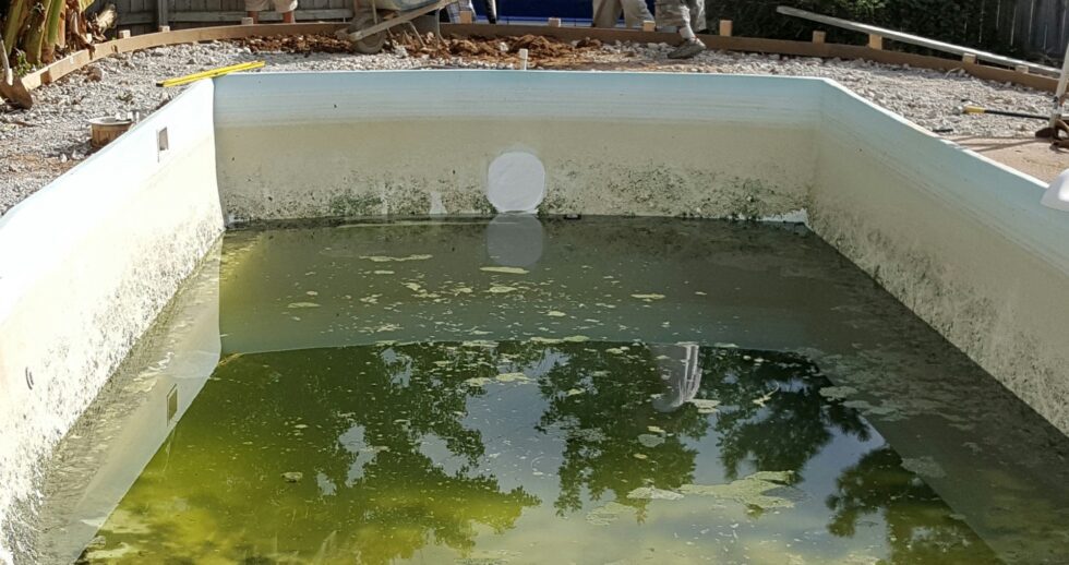 algae in pool after winter