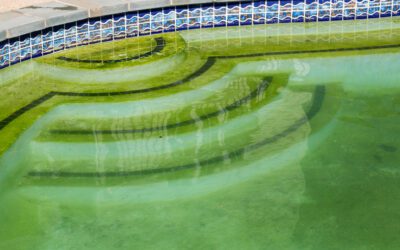 Why is there algae in the swimming pool?